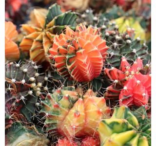 KAKTUS GYMNOCALYCIUM VARIEGATED L7.5 CM