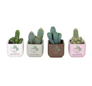 KAKTUS V OKRAS. LON. (L 67118) L6 CM