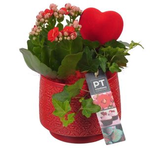 KALANHOJA PTVMB2229 ARANŽMA V OKRAS. LON. L13 CM