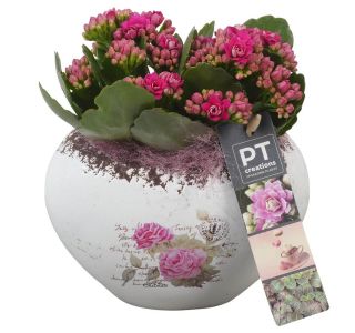 KALANHOJA PTVMB2270 ARANŽMA L15 CM