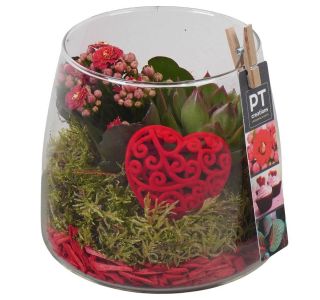 KALANHOJA PTVMG4942 ARANŽMA V STEKLU L14 CM