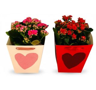 KALANHOJA V DARILNI VREČKI L13 CM