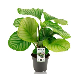 KALATEJA ORBIFOLIA L14 CM