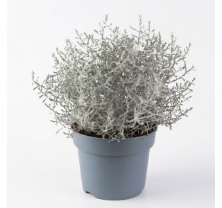 KALOCEFALUS L10.5CM