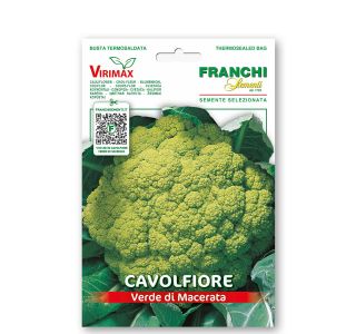 KAPUSNICA FRANCHI SEMENTI CVETAČA VERDE MACERATA VXO 30/30 KAPUSNICA FRANCHI SEMENTI CVETAČA VERDE MACERATA VXO 30/30