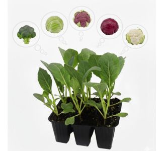 KAPUSNICE BROKOLI 6 KOS