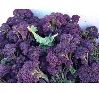 KAPUSNICE BROKOLI L8