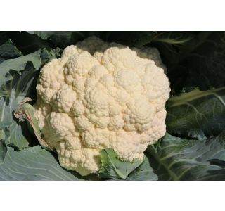 KAPUSNICE CVETAČA 9 KOS FREEDOM