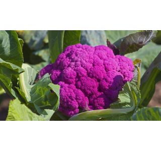 KAPUSNICE CVETAČA L8