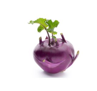 KAPUSNICE KOLERABICA KOLIBRI F1 L10 CM