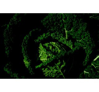 KAPUSNICE OHROVT 9 KOS FAMOSA