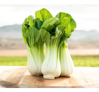 KAPUSNICE PEKINŠKO ZELJE PAK CHOI KULTIPAK 6/1