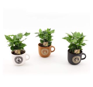KAVA COFFEA ARABICA V OKRASNEM LONČKU L12 CM