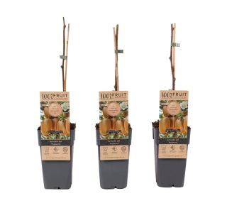 KIVI HAYWARD ŽENSKA RASTLINA L 2L