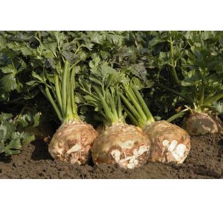 KORENOVKE ZELENA 9 KOS GOMOLJNA BALENA