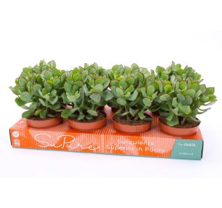 KRASULA CRASSULA PETIT WAVE L12 CM