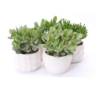 KRASULA V OKRASNEM LON. PAROS L15 CM