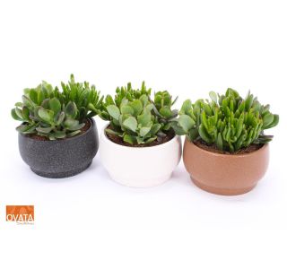 SUKULENT V OKRASNI POSODI CHENNAI L15 CM