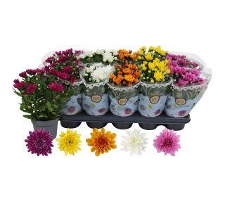 KRIZANTEMA DVOJEN CVET MIX L12 CM