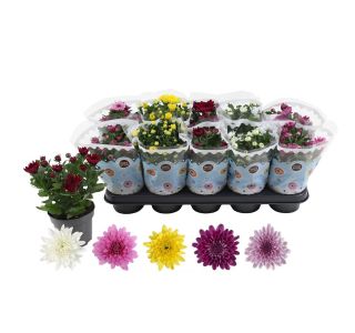 KRIZANTEMA DVOJEN CVET MIX L12 CM