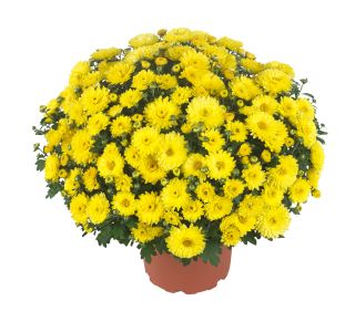 MNOGOCVETNA PREMER 50 CM MNOGOCVETNA PREMER 50 CM