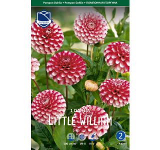 L DALIJA LITTLE WILLIAM