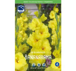 L GLADIOLA BANANARAMA L GLADIOLA BANANARAMA