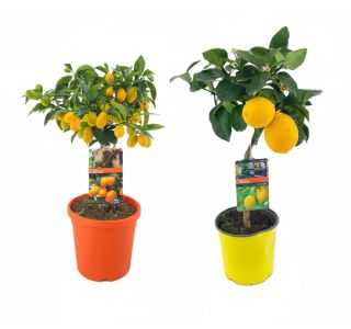 L19 CM L19 CM