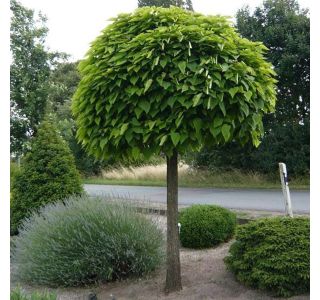 LISTAVEC CIGAROVEC (CATALPA) NANA NA DEBLU 120 CM L7.5 L