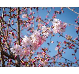 LISTAVEC JAPONSKA OKRASNA ČEŠNJA ACCOLADE NA DEBLU L23 CM