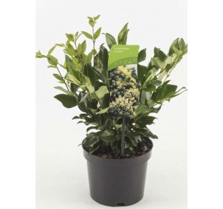 LISTAVEC KALINA (LIGUSTRUM LUCIDUM L17 CM