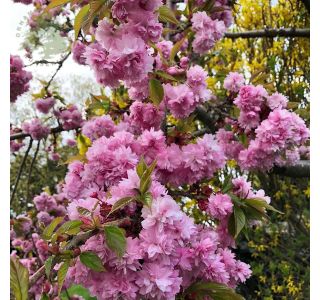 LISTAVEC POVEŠ. OKRAS. ČEŠNJA KIKU SHIDARE -ZAKURA L7.5 L