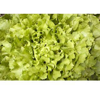 LISTNA ZELENJAVA ENDIVIJA RUMENA 9 KOS