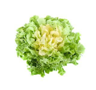 LISTNA ZELENJAVA ENDIVIJA SPECIAL 9 KOS