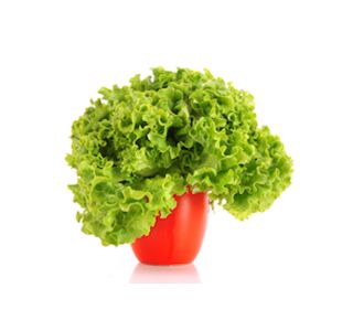 LISTNA ZELENJAVA SOLATA GENTILA 9 KOS