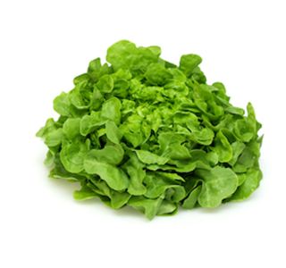 LISTNA ZELENJAVA SOLATA HRASTOV LIST 9 KOS