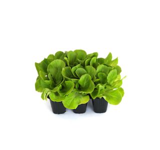 LISTNA ZELENJAVA SOLATA SALANOVA 9 KOS