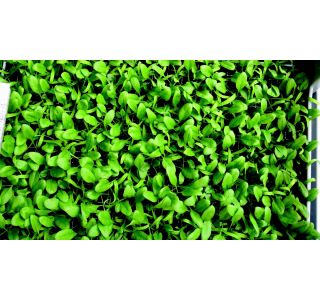 LISTNA ZELENJAVA ŠPINAČA 9 KOS REMBOUR