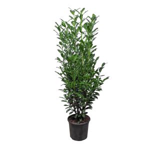 LOVORIKOVEC ELLY L19 CM