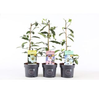 MAGNOLIJA FAIRY L19 CM