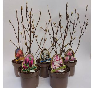 MAGNOLIJA MIX L20 CM