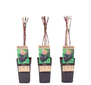 MALINA BLACK JEWEL L2 L