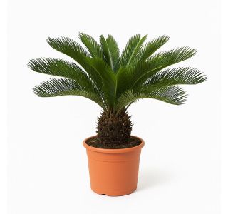 CIKAS "PALMA" (JAPONSKI SAGOVEC) L24 CM