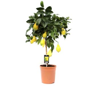 LIMONA L22 CM