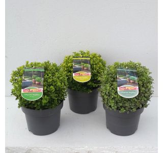 PITTOSPORUM TENUIFOLIUM KROGLA L23 CM PITTOSPORUM TENUIFOLIUM KROGLA L23 CM