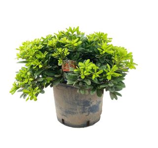 PITTOSPORUM TENUIFOLIUM L17 CM PITTOSPORUM TENUIFOLIUM L17 CM