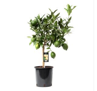 ZELENA LIMETA L22 CM