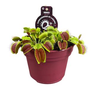 MESOJEDKA DIONEJA L9 CM