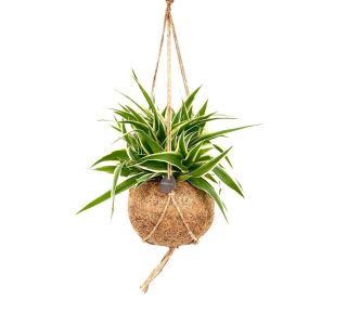 KOKODAMA ZELENČICA VISEČA L15 CM