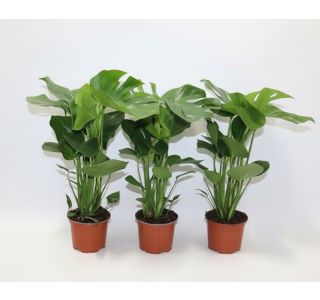 MONSTERA DELICIOSA L17 CM MONSTERA DELICIOSA L17 CM